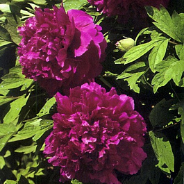 Пион древовидный Пурпурная ночь Пион древовидный Пурпурная ночь