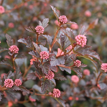 Пузыреплодник калинолистный Тайни Вайн