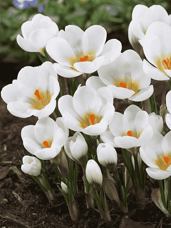 Крокус Ботанический Aubade