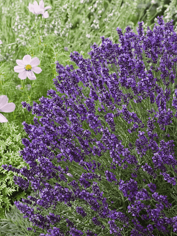 Лаванда Blue Scent Early 