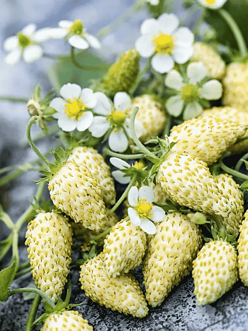 Земляника ремонтантная White Soul