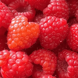 Малина обыкновенная Zamatos