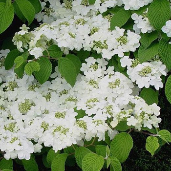 Калина войлочная Tomentosum на штамбе
