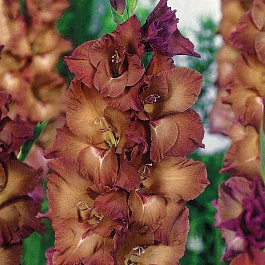 Гладиолус крупноцветковый Индиан Саммер