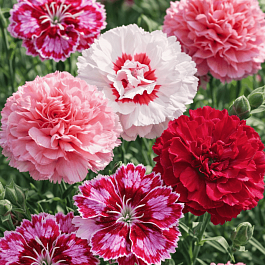 Гвоздика Перистая mix