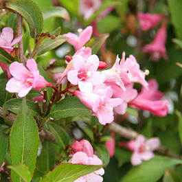 Вейгела цветущая Пинк Поппет (Патио)