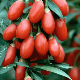 Годжи обыкновенная №1