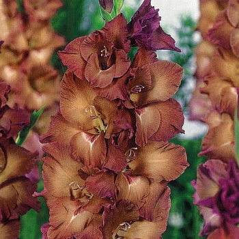 Гладиолус крупноцветковый Индиан Саммер