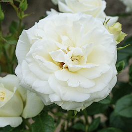 Роза флорибунда La Paloma Роза флорибунда La Paloma