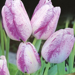 Тюльпан Модерн Стайл