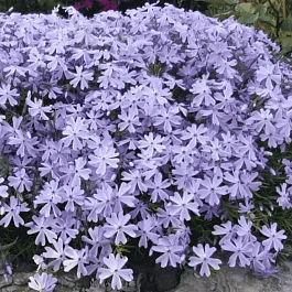 Флокс шиловидный Emerald Cushion Blue