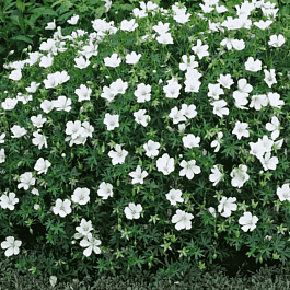 Герань кроваво-красная Album