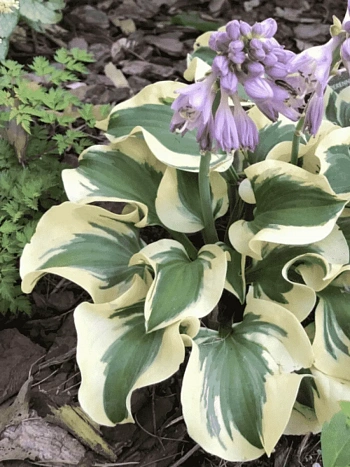 Хоста Mini Skirt