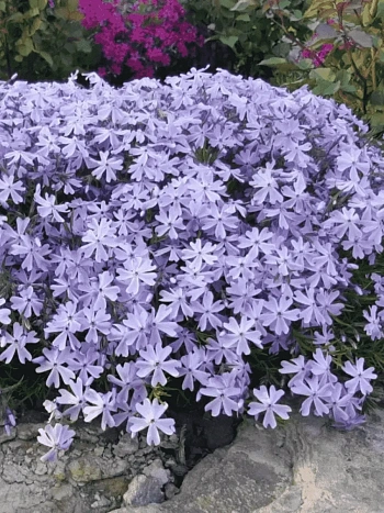 Флокс шиловидный Emerald Cushion Blue