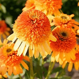Эхинацея пурпурная Rhytmes in Orange
