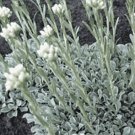 Антеннария двудомная Tomentosa