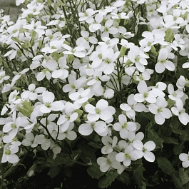 Арабис кавказский Snowcap