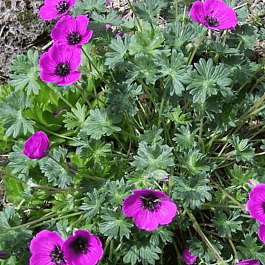 Герань пепельная Subcaulescens