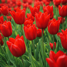 Тюльпан Red Chain