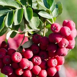 Рябина сладкоплодная Титан