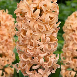 Гиацинт садовый Одиссей