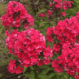 Флокс метельчатый Starfire