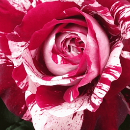 Роза чайно-гибридная Julio Iglesias