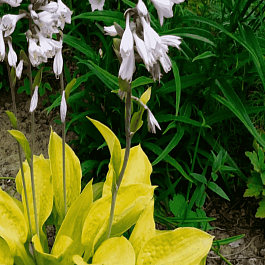 Хоста Glad Tidings