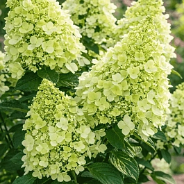 Гортензия метельчатая  Panzola ТОЛЬКО САМОВЫВОЗ