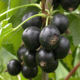 Смородина черная Зуша Смородина черная Зуша