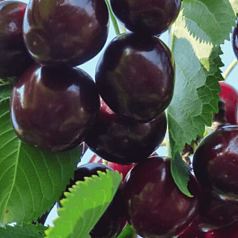 Черешня Ипуть