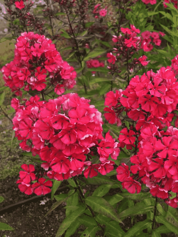 Флокс метельчатый Starfire