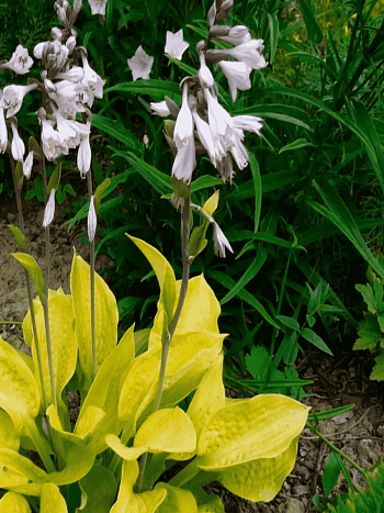 Хоста Glad Tidings