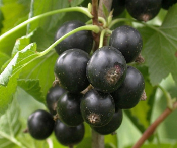 Смородина черная Зуша