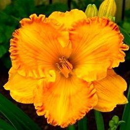 Лилейник гибридный Orange Nassau