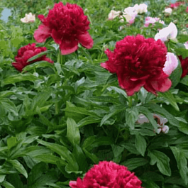 Пион травянистый  Eliza Lundy