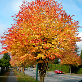 Багрянник японский