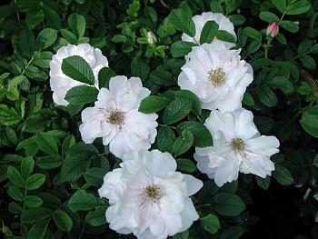 Роза канадская парковая Генри Хадсон