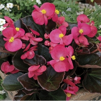 Бегония вечноцветущая бронзоволистная Коктейль Текила