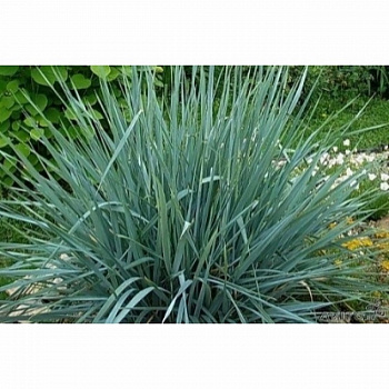 Колосняк (Элимус) песчаный