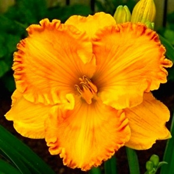 Лилейник гибридный Orange Nassau