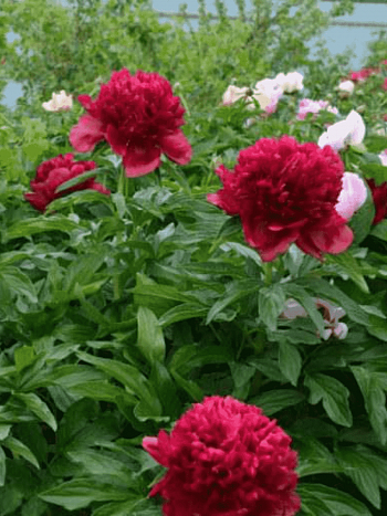 Пион травянистый  Eliza Lundy