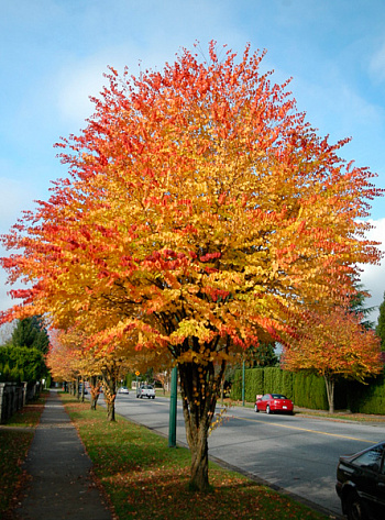 Багрянник японский