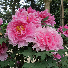 Пион древовидный Розовый Лотос