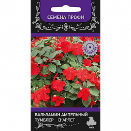 Бальзамин ампельный Тумблер Скарлет