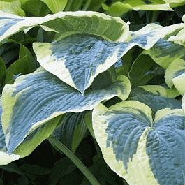 Хоста Northern Exposure