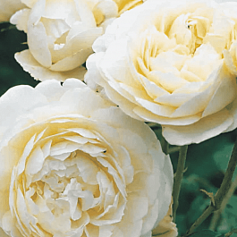 Роза Английская кустовая Patience