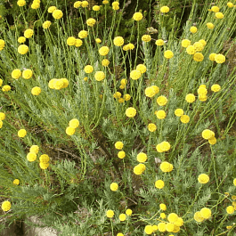 Сантолина Rosmarinifolia
