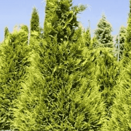 Кипарисовик Лавсона Stevarti