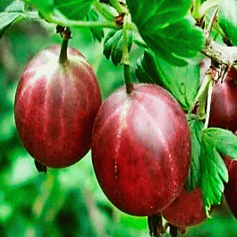 Крыжовник Финский красный